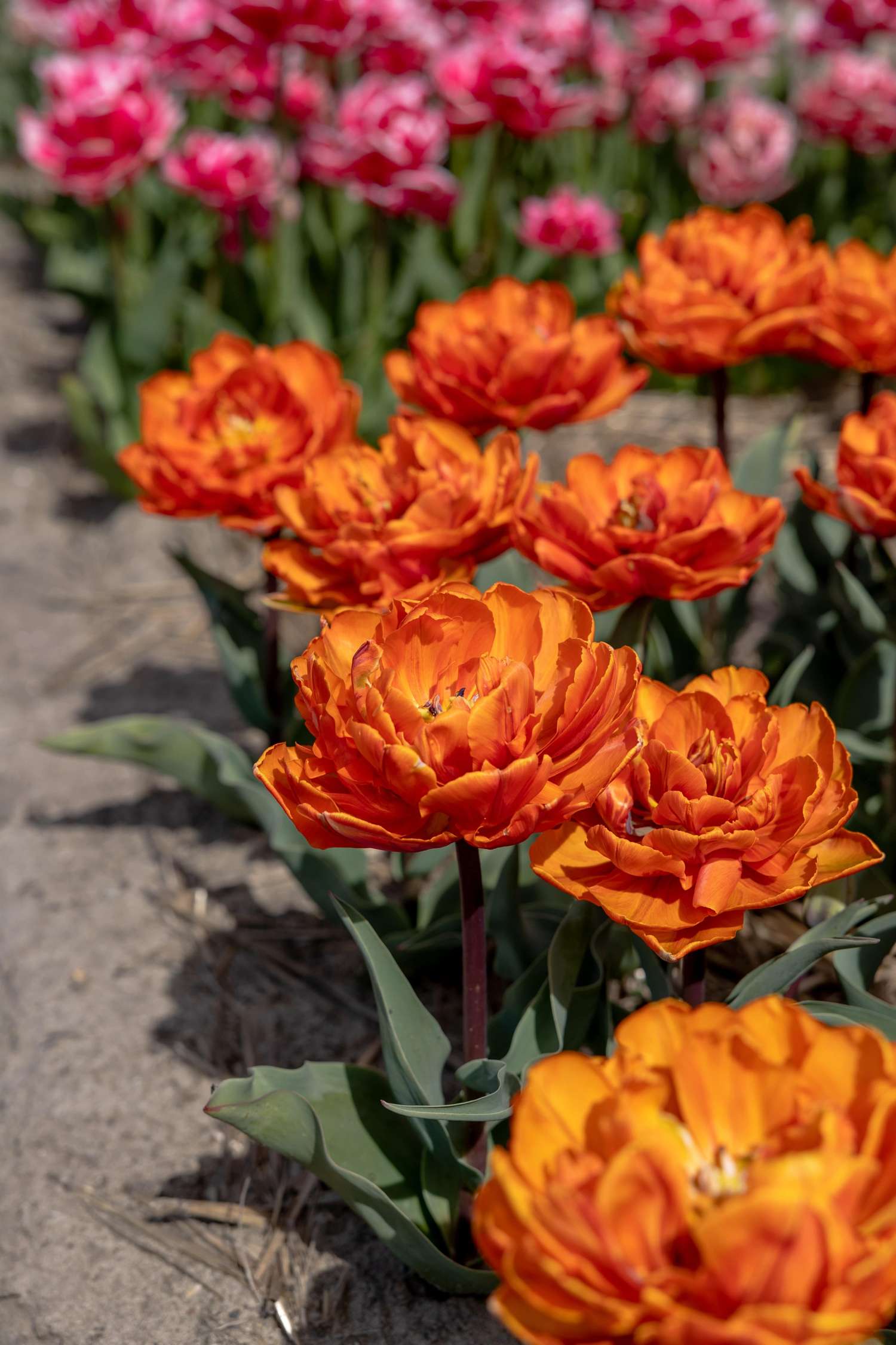 Tulppaani 'Orange Princess'